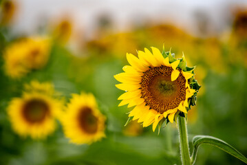 A crop of sunflowers on a farm.