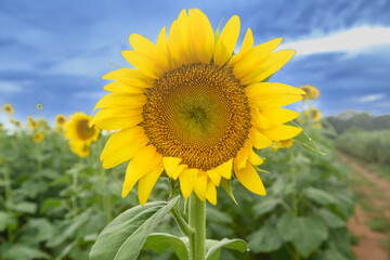 Fototapeta premium A close up of a sunflower on a farm with a blue sky.