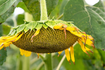 A single drooping sunflower  in a field.