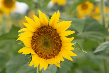 A single sunflower in bloom in a field.