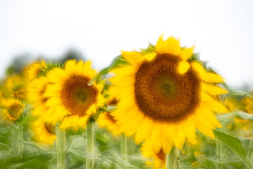 Obraz premium Soft focus group of sunflowers in a field.