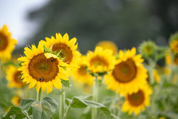 Obraz premium A crop of sunflowers on a farm.
