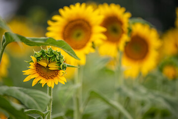 A partially opened sunflower blossom with other flowers in background.