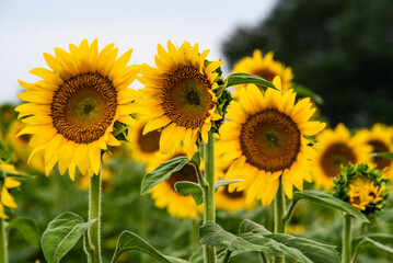 Fototapeta premium A group of sunflowers in a field.
