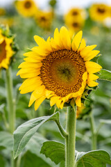 Fototapeta premium A close up of a single sunflower in a field.