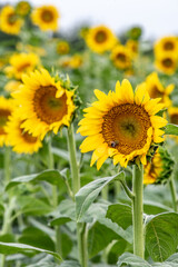 A close up of a single sunflower in a field.