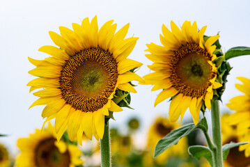 Obraz premium Two sunflower blossoms close up in a field.