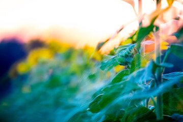 abstraction of sunflower stems, leaves and bud.