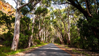 Fototapeta premium Forest road tunnel