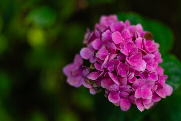 flower of hortensia, hydrangea in macro picture