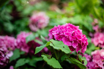 Hydrangea Bush The Park Macro