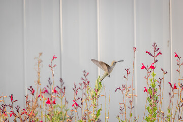 Hummingbird hovers above tall red flowers near a pale garden wall
