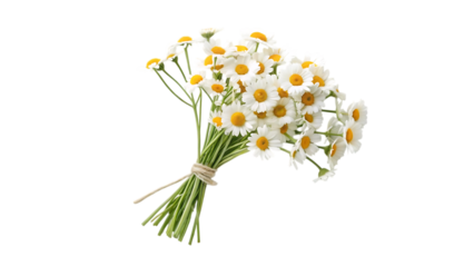 Bouquet of wild white flowers with yellow daisies on a natural spring background