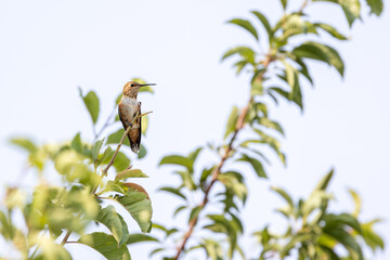 Hummingbird perched on leafy branch against pale sky