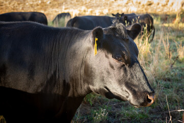 close up of mature black angus cow