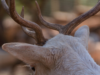 The cute deer on the farm
