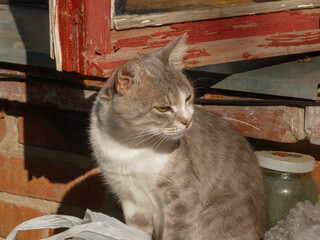 A domestic tabby cat sitting outdoors near a red wooden window frame