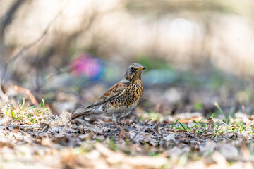 Wood bird Fieldfare, Turdus pilaris, on a sprng lawn.