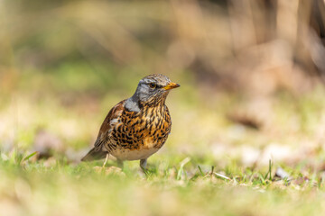 Wood bird Fieldfare, Turdus pilaris, on a sprng lawn.