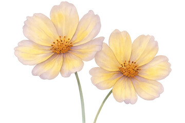 Naklejka premium Vibrant yellow cosmos flowers blooming gracefully, revealing delicate petals against transparent backdrop
