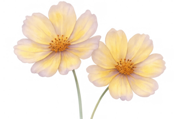 Vibrant yellow cosmos flowers blooming gracefully, revealing delicate petals against transparent backdrop