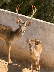 The cute deer on the farm