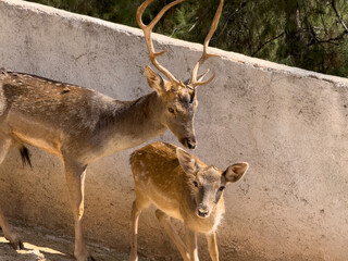 The cute deer on the farm