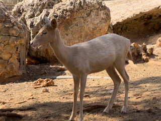 The cute deer on the farm