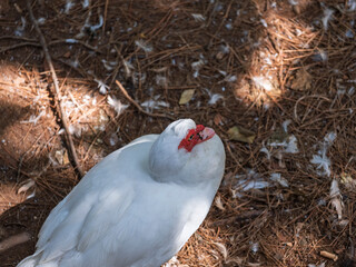 The cute ducks on a farm