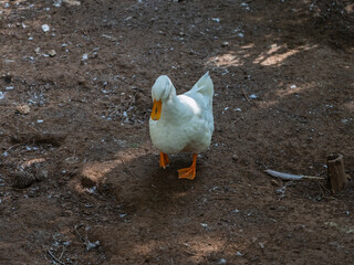 The cute ducks on a farm