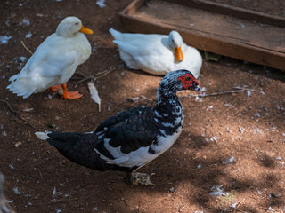 The cute ducks on a farm