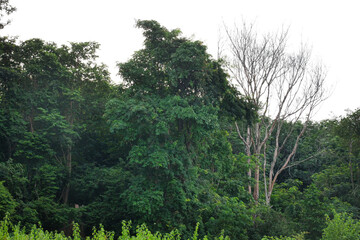 Tropical forest, pristine forest on white isolate background