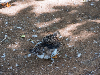 The cute ducks on a farm