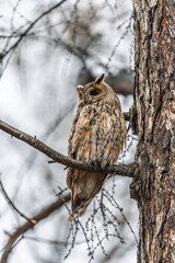 Long-eared owl (Asio otus), looking forward with wide opened eyes