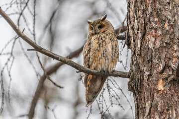 Long-eared owl (Asio otus), looking forward with wide opened eyes