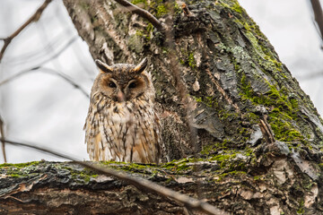 Long-eared owl (Asio otus), looking forward with wide opened eyes