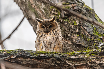 Long-eared owl (Asio otus), looking forward with wide opened eyes