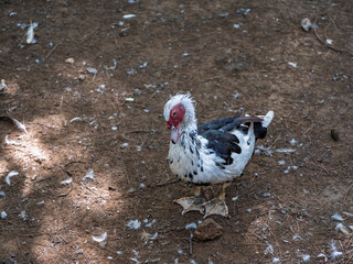 The cute ducks on a farm