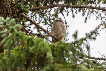 Long-eared owl owlet on a tree