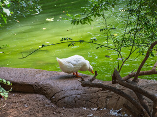 Obraz premium The cute ducks on a farm