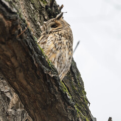 Long-eared owl (Asio otus), looking forward with wide opened eyes
