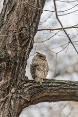 Long-eared owl (Asio otus), looking forward with wide opened eyes