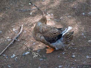 The cute ducks on a farm
