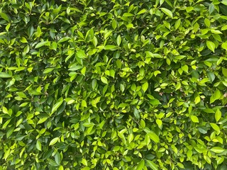 green leaves background