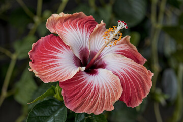 Stunning Hibiscus Bloom: Vibrant Red and White Petals, Close-Up Macro Photography