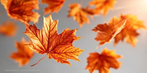 Naklejka premium Autumn Maple Leaves Gently Falling in a Delicate Dance, Creating a Warm October Landscape Scene
