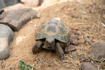 Tortoise in natural habitat on sandy terrain with rocks and dry grass