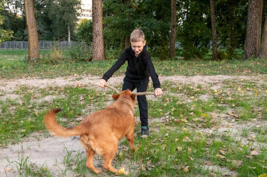 Young Boy Playing Tug of War with Dog in Park - Powered by Adobe