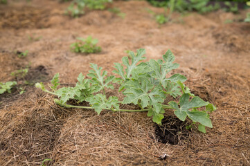 Young watermelon vine growing in straw mulch garden