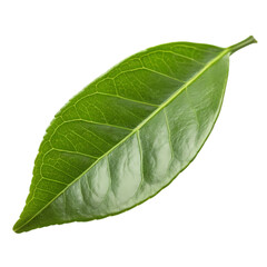 Obraz premium Vibrant Green Leaf: Close-up Detailed Photography of a Single Leaf